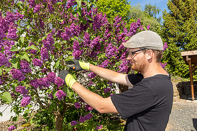 Ein Händchen für die Grünpflege: Elmanuel Breitzke entfernt eine vertrocknete Blüte. (Fotos: Lothar Koch) Elmanuel Breitzke beim Schneiden des Flieders
